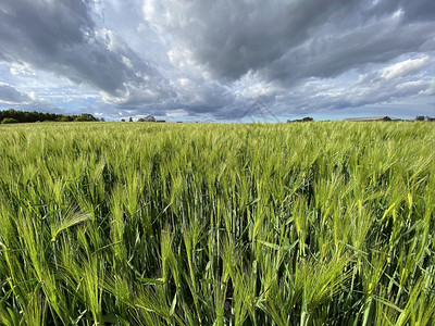 云旅游联合王国北约克郡农村地区大麦种植的农业用地联合王国北约克郡农村全景图片
