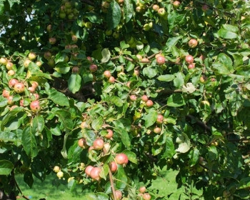 七月苹果成熟的8月在瑞典树上成熟的苹果园艺花图片