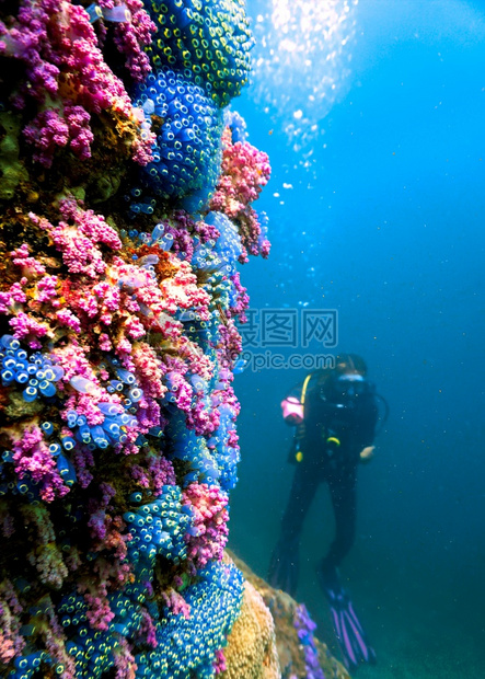 墙潜水员花朵具有者的多彩珊瑚礁图片