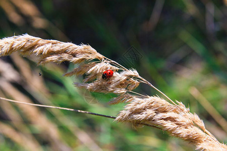 红色的食物女虫和一只蜘蛛在耳朵上乡村的图片