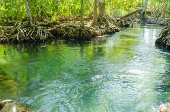 在泰国KrabiThapom红树林中带根和流水的沼泽森林甲米生态系统植被图片