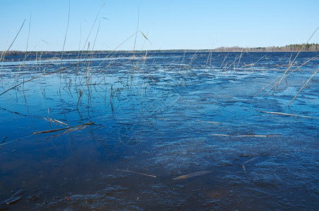俄罗斯的风景阿尔汉格尔斯克州在湖上喷发春天洪水水面有冰图片