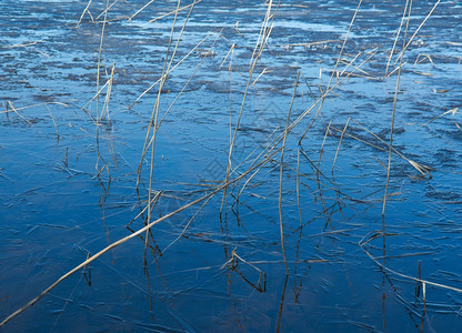 俄罗斯的风景阿尔汉格斯克州在湖上喷发春天洪水面有冰北美丽的阳光图片