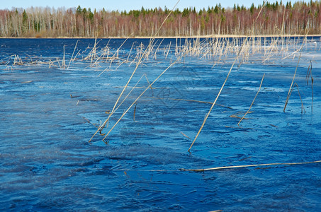 阳光蓝色的俄罗斯风景阿尔汉格斯克州在湖上喷发春天洪水面有冰美丽的图片