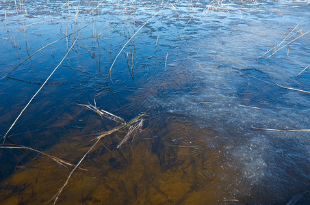 俄罗斯的风景阿尔汉格尔斯克州在湖上喷发春天洪水水面有冰图片