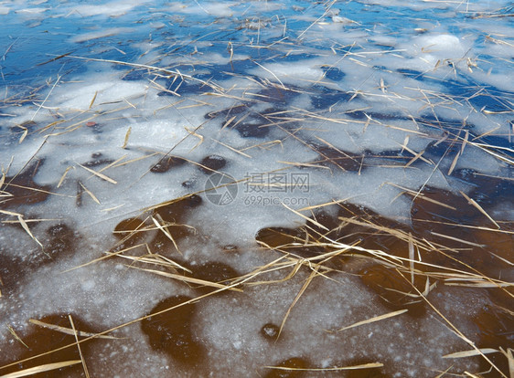 阳光树俄罗斯的风景阿尔汉格斯克州在湖上喷发春天洪水面有冰森林图片