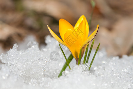 颜色雪地上的黄番红花霜草图片