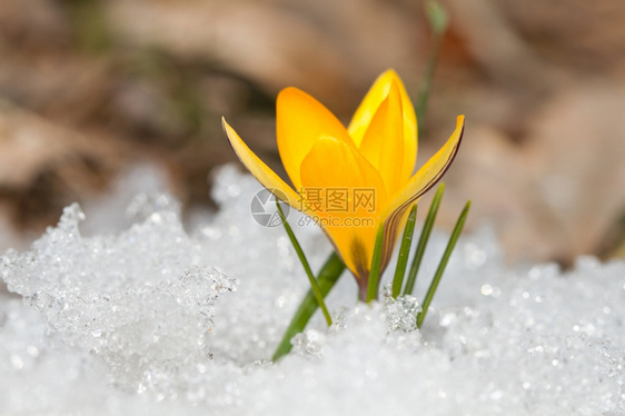 颜色雪地上的黄番红花霜草图片