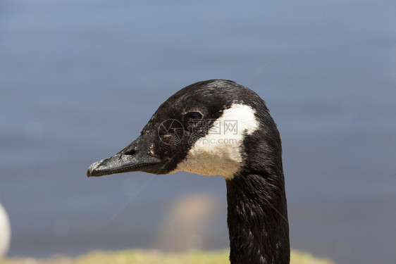 美丽的鸭羽毛黑白鹅头部关闭在湖底的深水池中黑白鹅头部图片