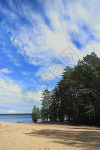 支撑树木天森林湖岸边的松树景观图片