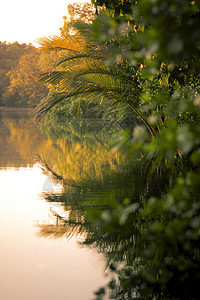 黄色的运河塔伊兰东部红树林和沿海环境的美丽风景及支撑图片