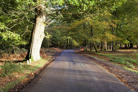 英国Hampshire新森林的秋色地球天路图片