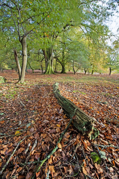 英国Hampshire新森林的秋色分支植物苔藓图片