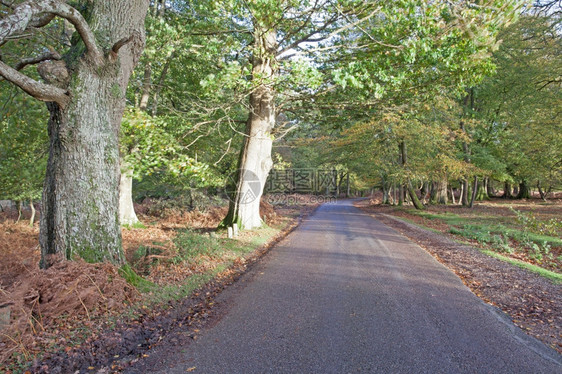 树干苔藓吠英国Hampshire新森林的秋色图片