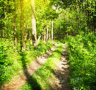 分支绿色阳光明媚的森林中乡村道路缠绕的图片