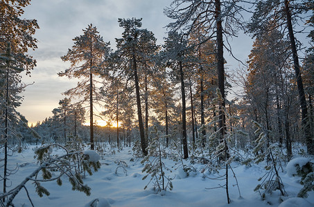 冬季风景与松林和日落观雪花覆盖图片