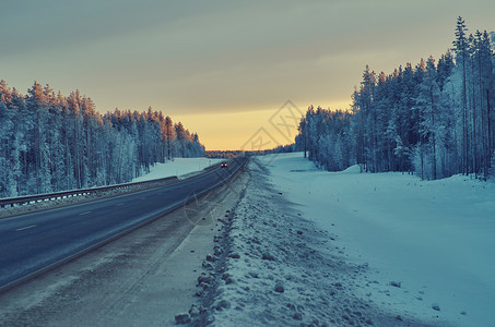冬季风景与松林和日落树蓝色的覆盖图片