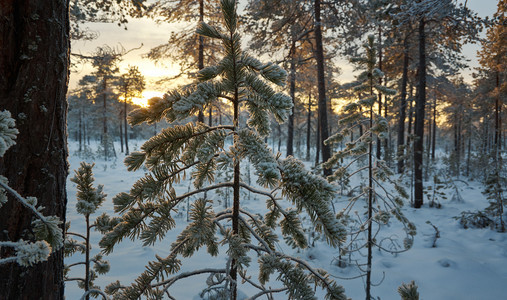 雪冬季风景与松林和日落雪堆树图片