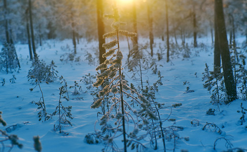 雪花冷冻冬季风景与松林和日落季节图片
