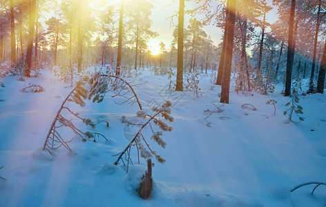 雪花冬季风景与松林和日落树景观背景图片