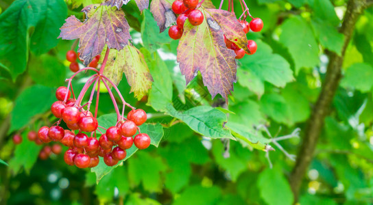 树上那些熟的红莓树上有叶子衬套团体甜的图片