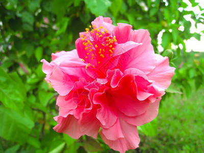 玉石植物粉红花自然图片