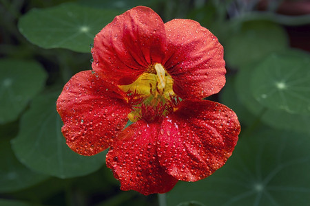 金龟子莲花Tropaeolummajus花园金莲印度水芹或是金莲花科卉和叶子的一种开花植物浅焦点滴橙背景图片