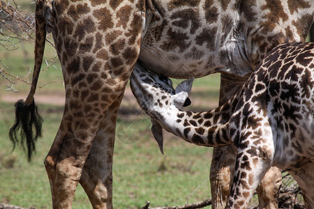 动物关心婴儿长颈鹿由母亲喂养存在图片