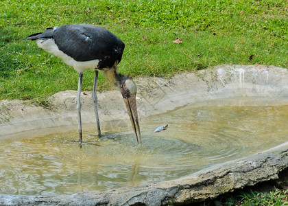 池塘Leptoptilos鸟类喂食自然公园图片