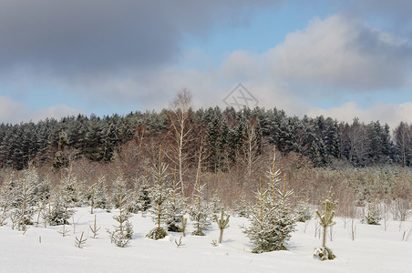 自然冬季风景森林边缘的雪树桦木松图片