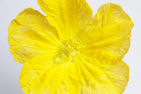 花束黄白色的盛开图片