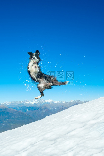 国内的快乐公园在山上雪坡跳跃着边境的Collie图片