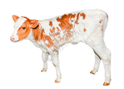 牛奶美丽的红色和白斑红小牛群被孤立在白色可笑的小母牛身上完全被隔离在白色农场的动物上业目图片