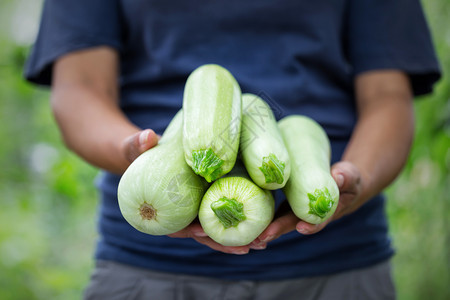 植物农场夏南瓜一名女农民在Zucchini农庄绿叶收获的背景下在女农民手中收获Zucchini农庄图片