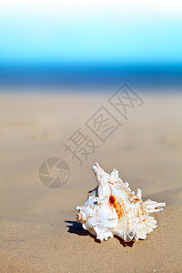 沙滩上的海壳图片