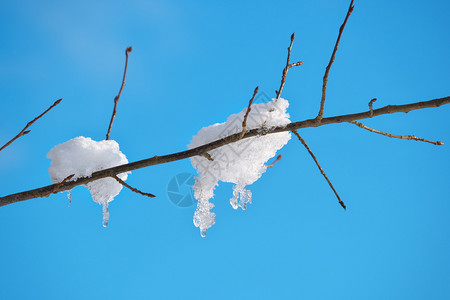保持植物群季节树枝上有冻雪的背景是蓝天空图片