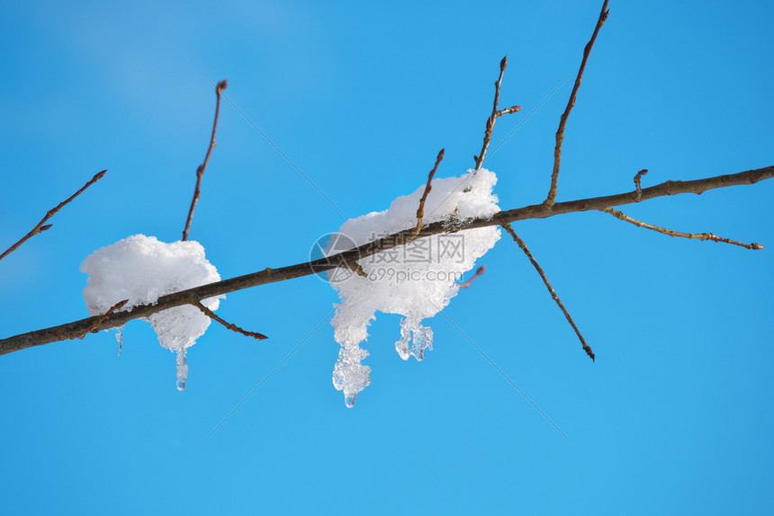 保持植物群季节树枝上有冻雪的背景是蓝天空图片