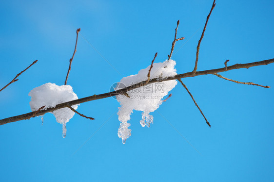 保持植物群季节树枝上有冻雪的背景是蓝天空图片