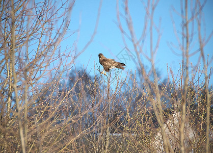 栖息拉脱维亚掠夺在蓝天背景下春日初夜光露的树顶上常有秃鹰buteo图片