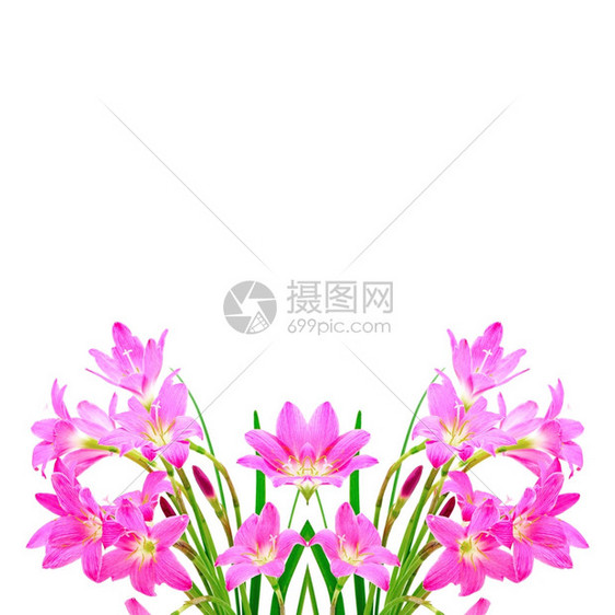 雨阮詹一种热带粉红色花ZephyranthesLilyRainLilyFairyLily或小巫婆白本孤立图片