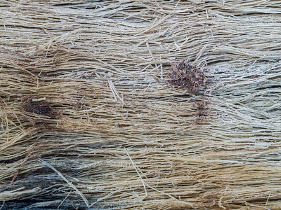 风化棕色的颜木瓜树紧腐烂皮用作纹理和背景图片