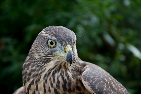 戒指鹰肖像自然界中的猛禽翅膀户外图片