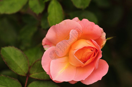 美丽新鲜的花园里橙色玫瑰罗莎图片