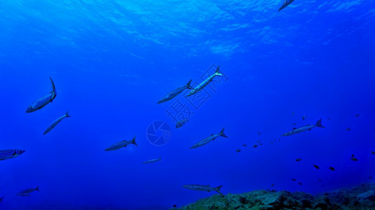 水肺自然鱼群梭图片