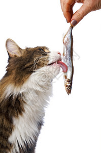 猫咪吃鱼图片