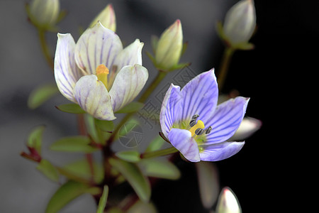 花瓣绿色植物清道獐牙菜紫色花图片