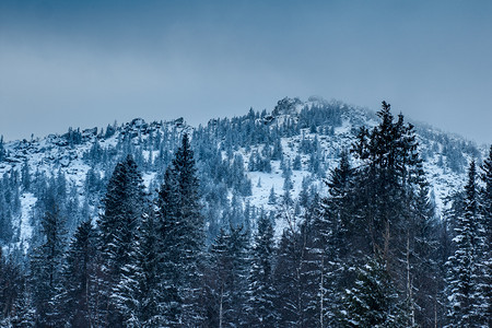 远足奥夫钦尼科清晨山上白雪覆盖的森林在黎明冬天风景的山中白雪覆盖森林树图片