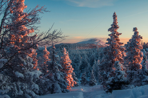 户外清晨山上白雪覆盖的森林在黎明冬天风景的山中白雪覆盖森林冒险寒冷图片