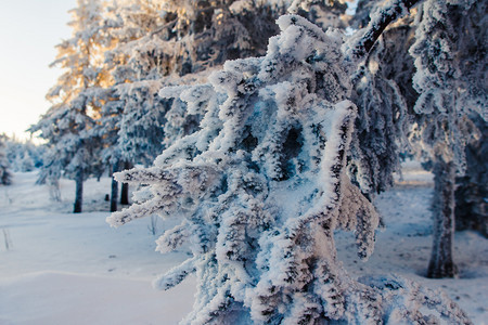 树木清晨山上白雪覆盖的森林在黎明冬天风景的山中白雪覆盖森林皑冰图片