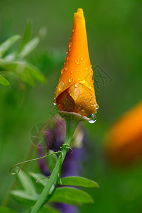 加利福尼亚一次未开的橙色加州在春雨后小水滴覆盖在子中春雨淋浴着一棵围绕鲜花干叶的野生皮亚植物羽毛飞沫荒野图片